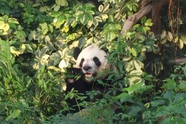 panda na China
